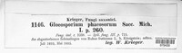 Gloeosporium phaeosorum image